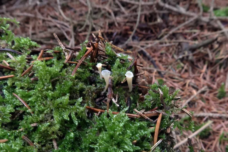 Clavicorona taxophila 1 - IMG_2554